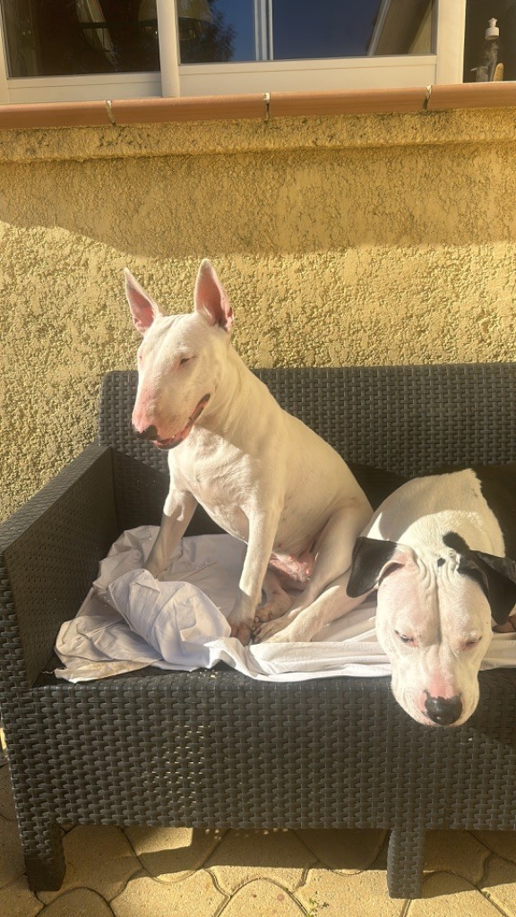 Les Bull Terrier de l'affixe Des Anges De Cobra