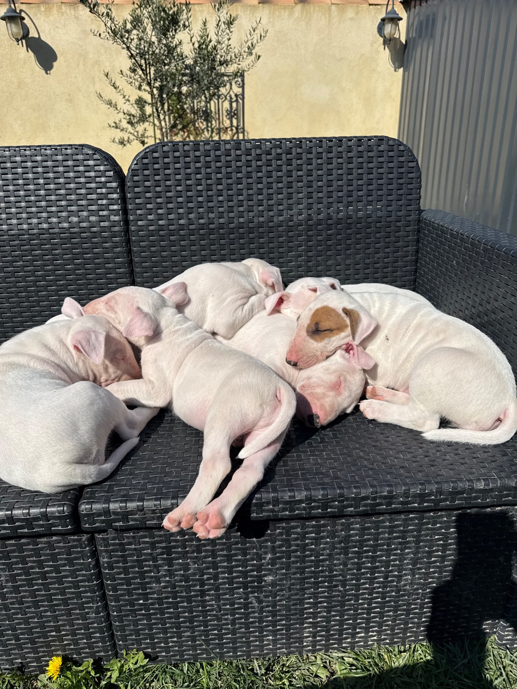 Naissance à venir !!