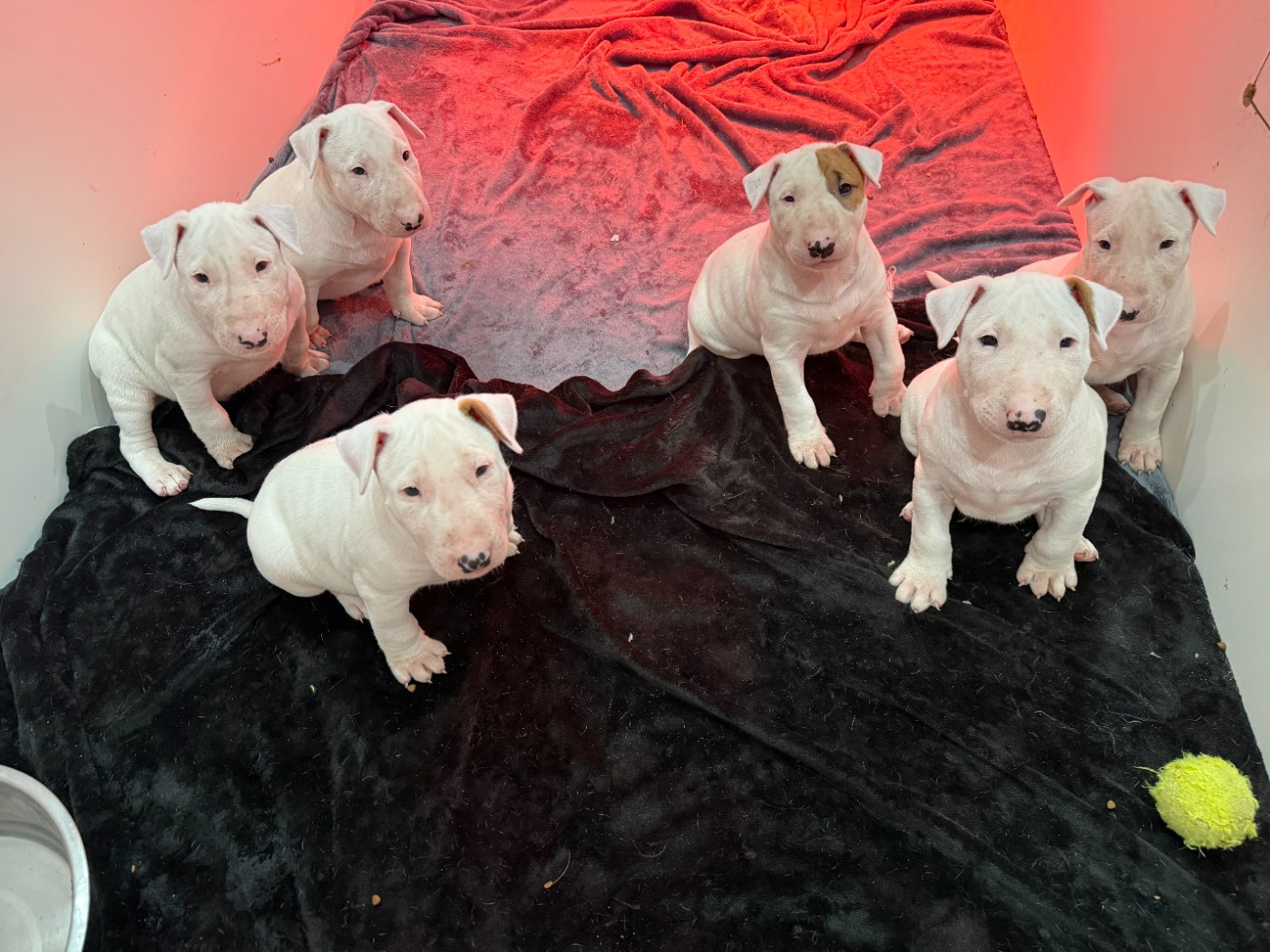 Chiots à réserver !!