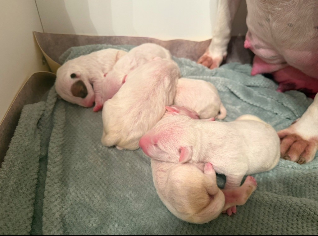 Des Anges De Cobra - Chiots à reserver !