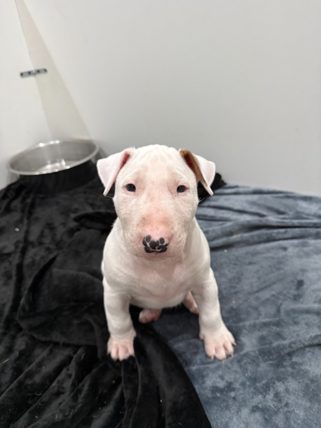 Des Anges De Cobra - Chiots disponibles - Bull Terrier