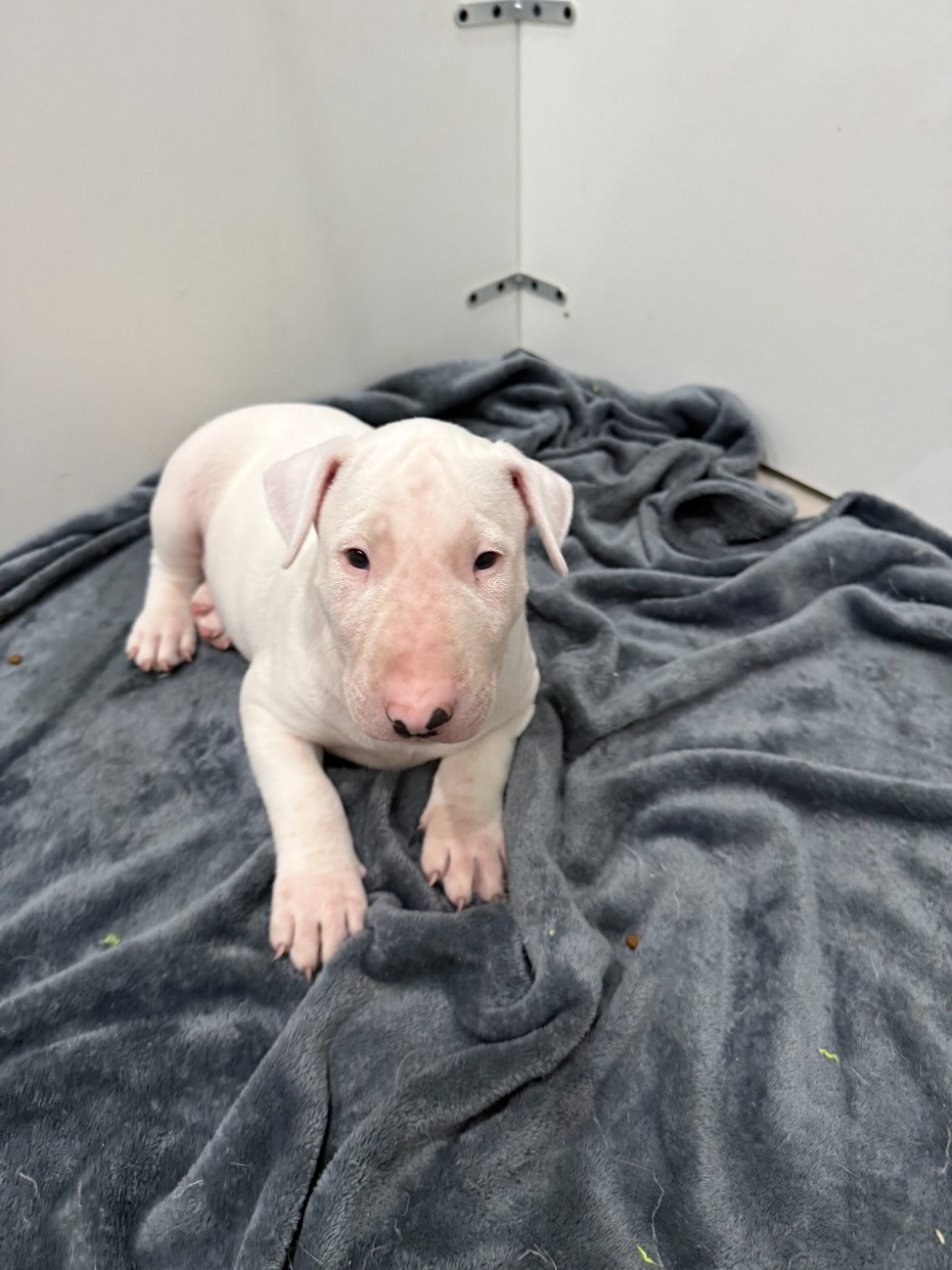 Des Anges De Cobra - Chiots disponibles - Bull Terrier