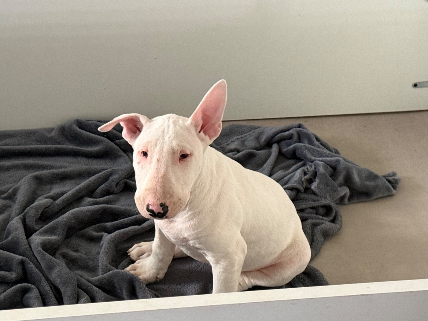 Des Anges De Cobra - Chiots disponibles - Bull Terrier