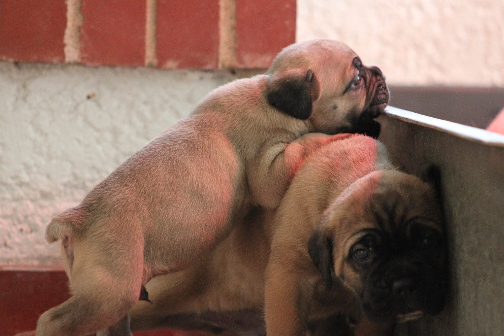 Des Anges De Cobra - Chiots disponibles - Cane Corso